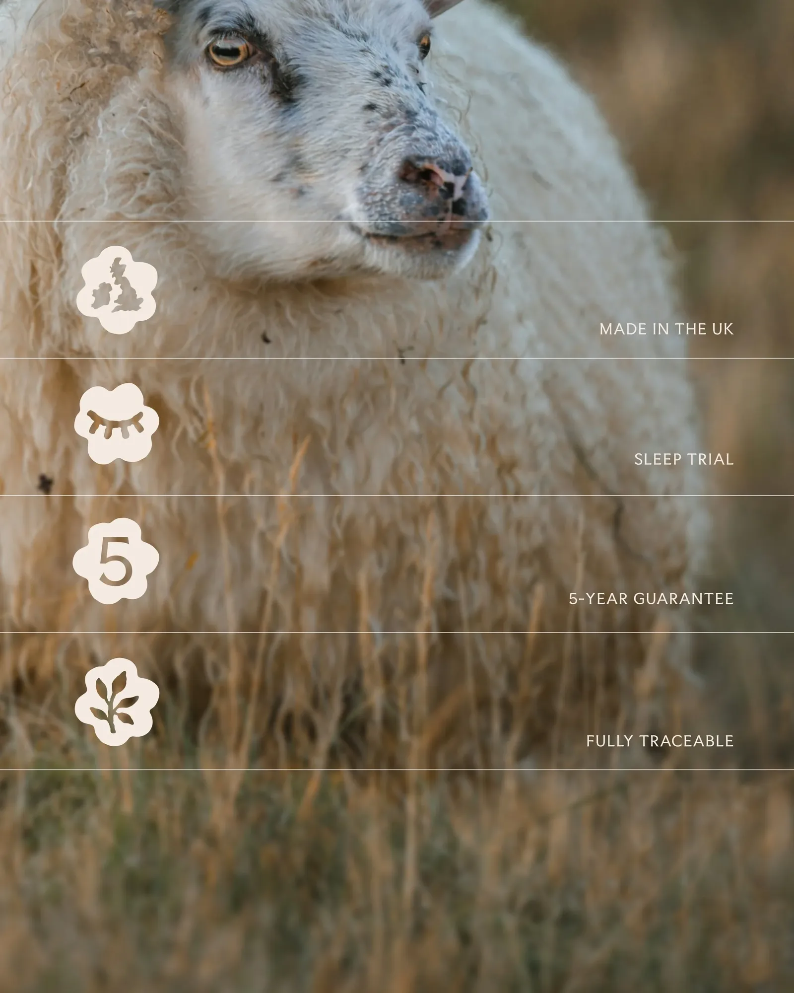 Floks — sheep with product promises